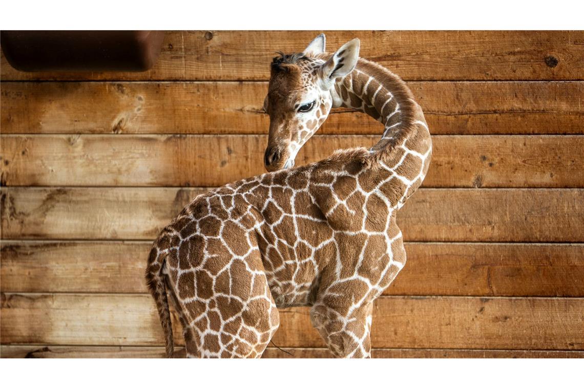 Netzgiraffen gelten als eine besonders bedrohte Tierart.