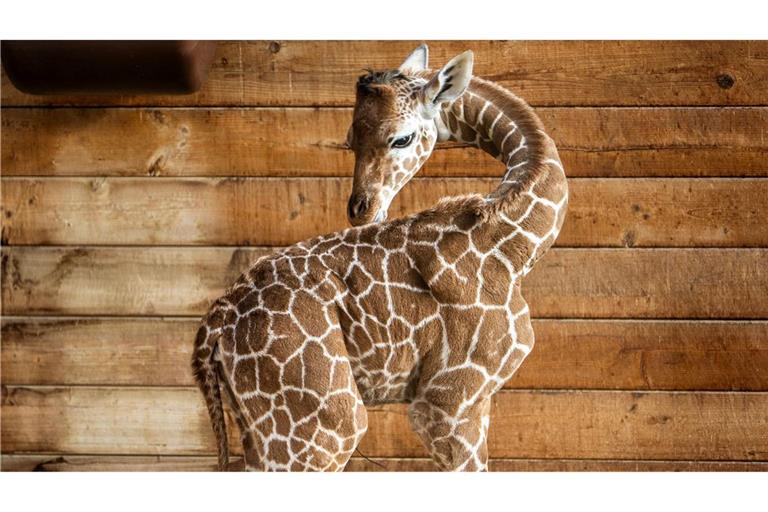 Netzgiraffen gelten als eine besonders bedrohte Tierart.