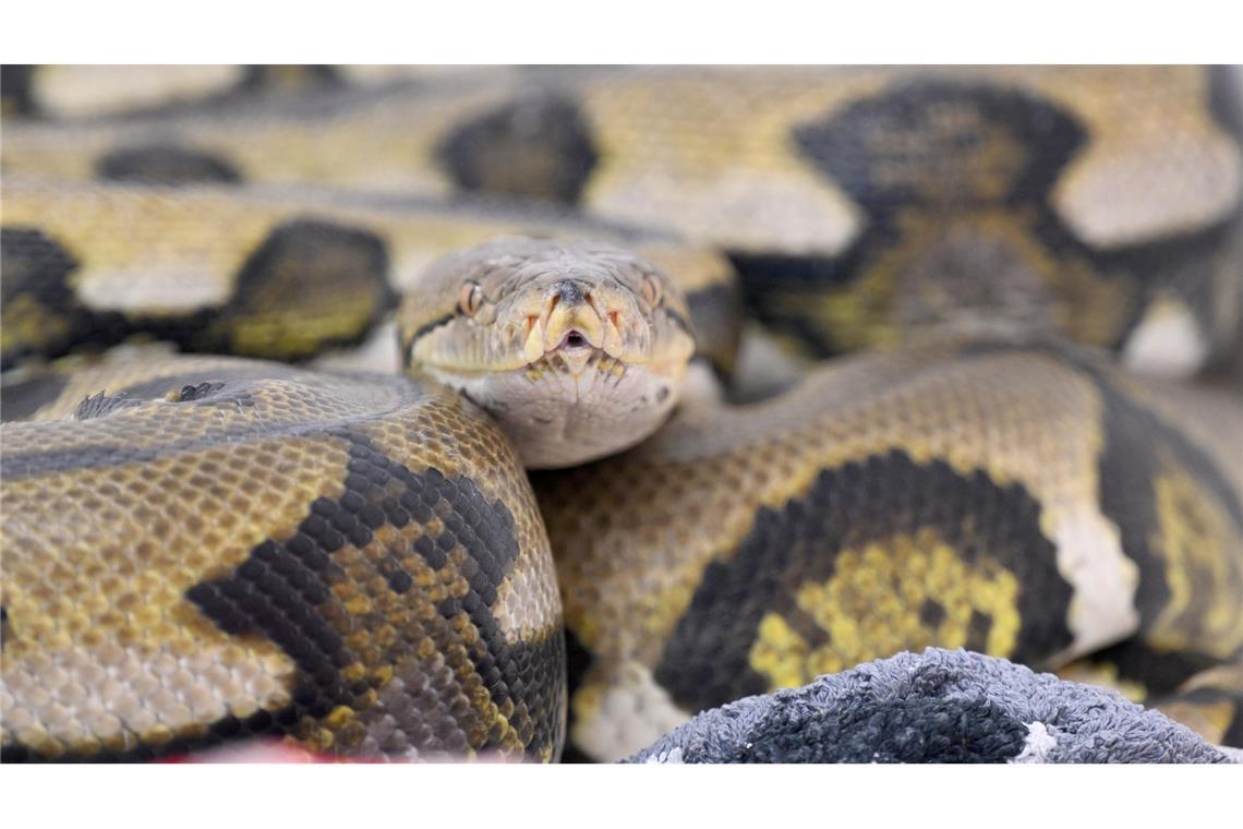 Netzpythons gehören zu den größten Schlangenarten der Welt. (Symbolbild)