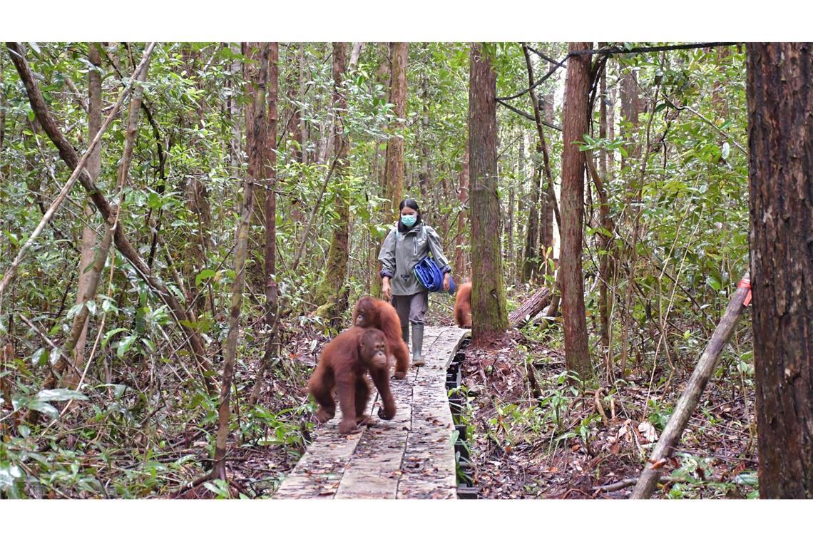 Orang-Utans im Bus: Waldschule auf Borneo zieht um Neugierig erkunden die Waldschüler den Wald im neuen Zentrum.