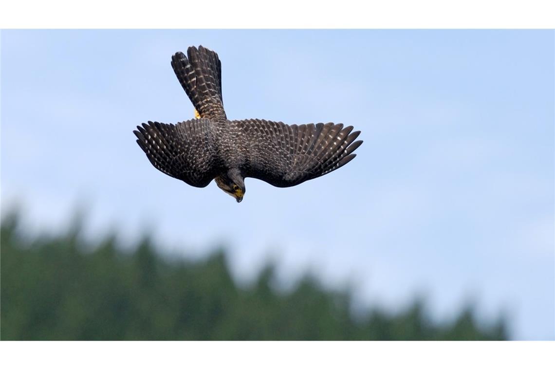 Flitzer mit Krone: Karearea ist Neuseelands Vogel des Jahres Neuseelandfalken jagen mit einer Geschwindigkeit von bis zu 200 Stundenkilometern.