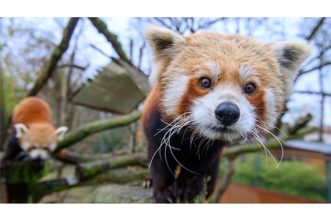 Bilder des Tages Neuzugang bei den Rote Pandas im Zoo Magdeburg