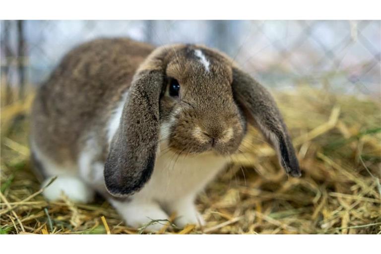 Nicht Hoppel, aber ein ähnliches Tier:&nbsp; Widder-Kaninchen bei einer Kleintierausstellung