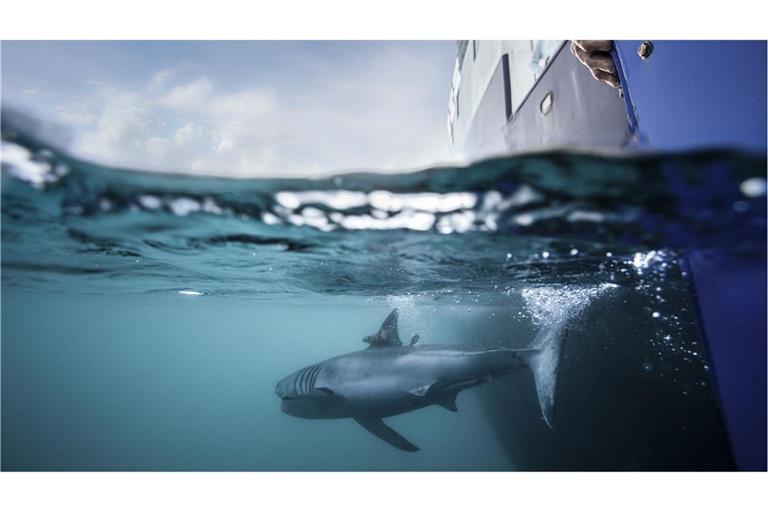Nicht nur Haie versieht Ocearch mit Peilsendern: Auch Meeresschildkröten, Robben, Delfine oder Alligatoren lassen sich auf der Seite der Organisation tracken