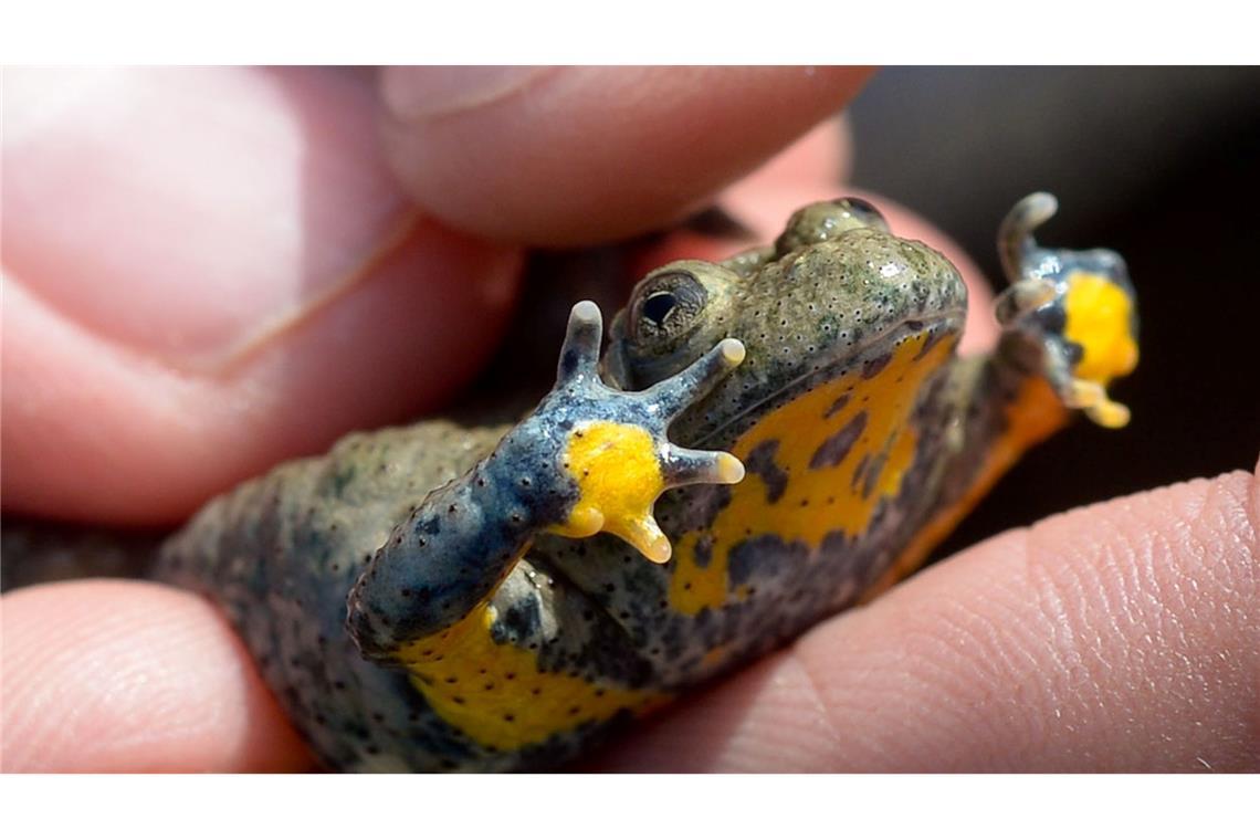 Nicht nur wir Menschen, sondern auch viele Tiere kämpfen mit den Folgen von Wassermangel und Trockenheit. (Archivbild)