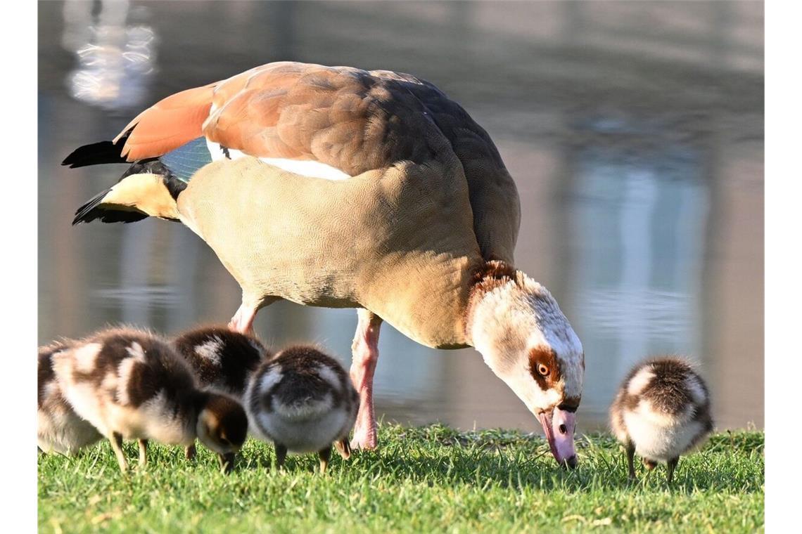 Nilgänse bevölkern den Stuttgarter Schlossgarten – aber auch in den umliegenden Straßen tauchen sie auf.