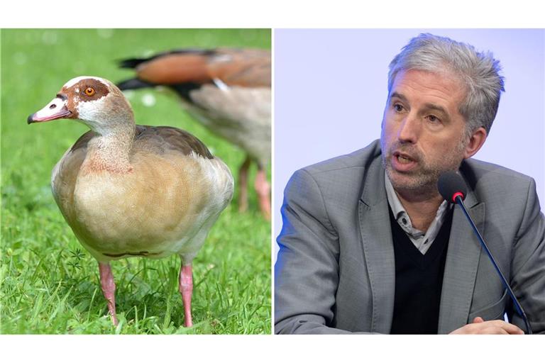 Nilgänse raus aus Tübingen: Boris Palmer will die Tiere notfalls abschießen lassen.