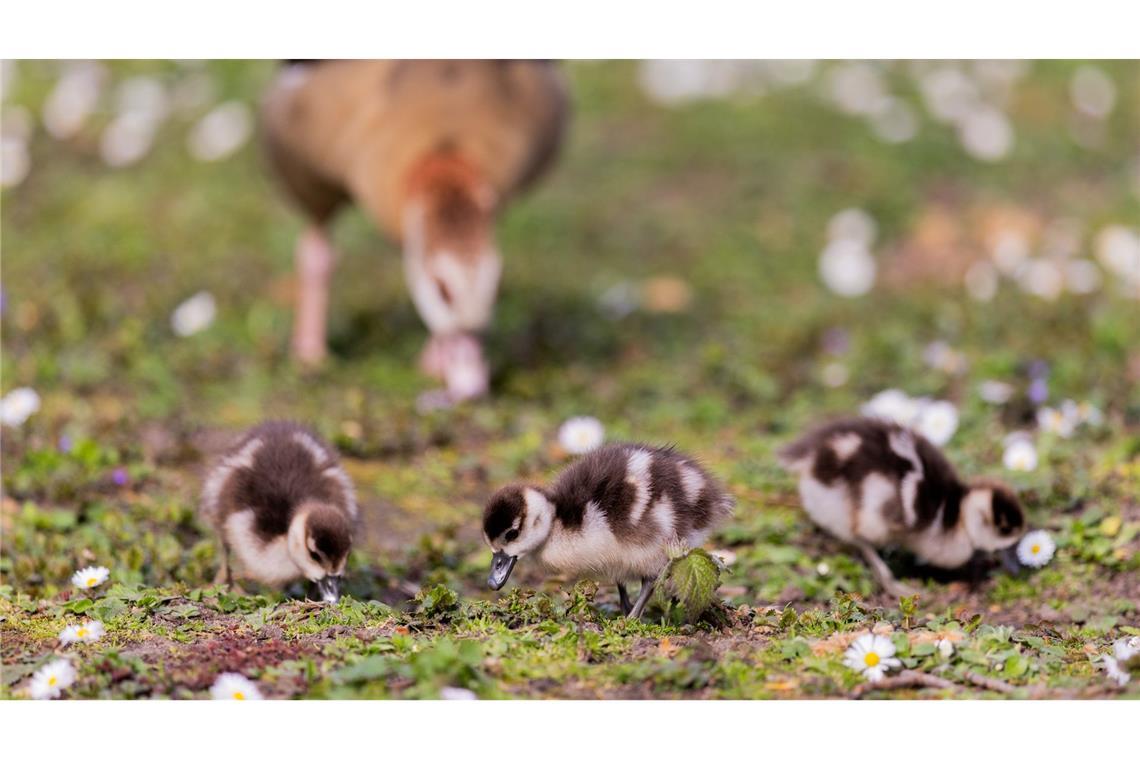 Nilgänse und ihre Küken suchen auf einer Wiese in der Innenstadt von Düsseldorf nach Nahrung.