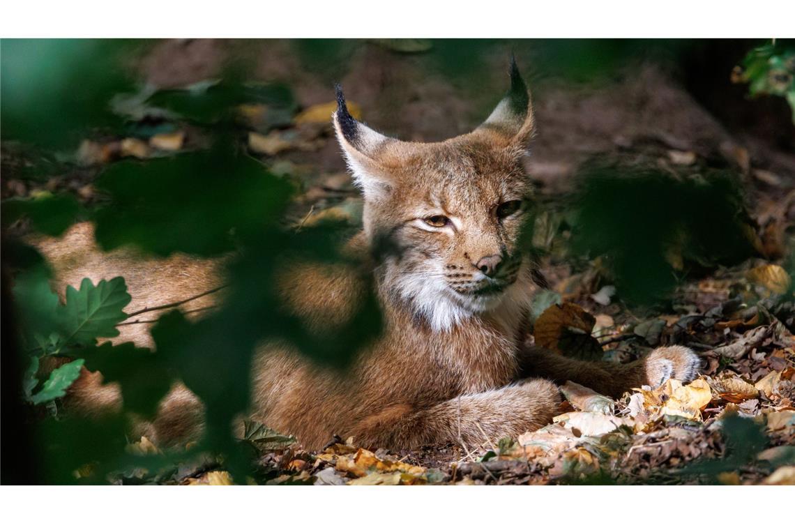 Noch ein Luchs im Schwarzwald (Symbolbild).