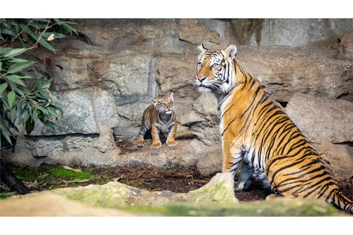 Noch hat das Jungtier keinen Namen.