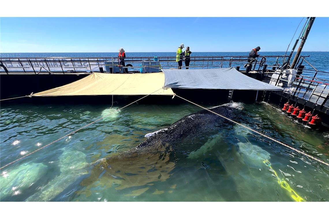Noch muss der Wal den tagelangen Transport um die Nordspitze Dänemarks herum durch das Skagerrak überstehen.