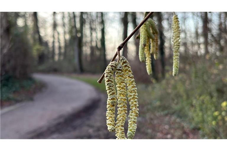 Noch nicht mal Weihnachten, aber schon die ersten Frühlingsboten: An einem Haselstrauch blühen die sogenannten Kätzchen.