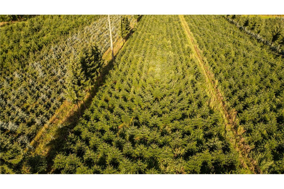 Nordmanntannen wachsen in einer Plantage in Sachsen zu Weihnachtsbäumen heran.