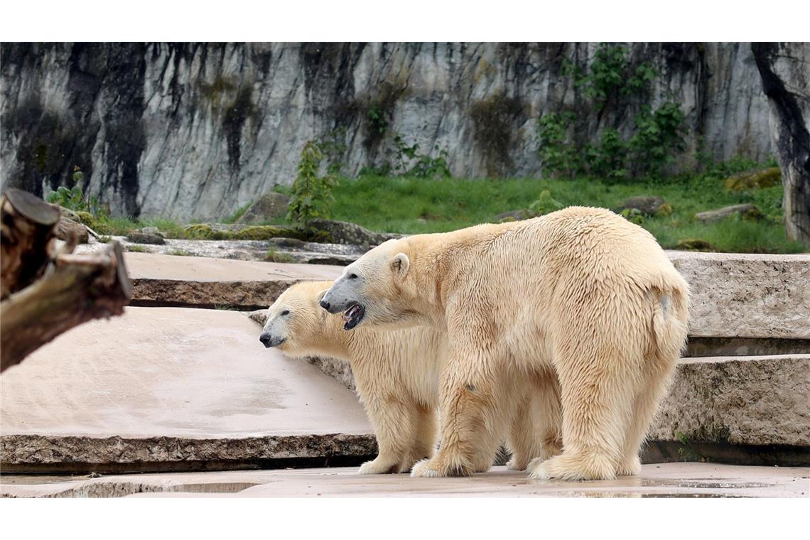 Mindestens ein Eisbärenbaby lebt - Vorsichtiger Optimismus Nuka und Kap, die Eltern der beiden neugeborenenen Eisbärbabys, stehen Mitte April gemeinsam auf der Außenanlage des Karlsruher Zoos.