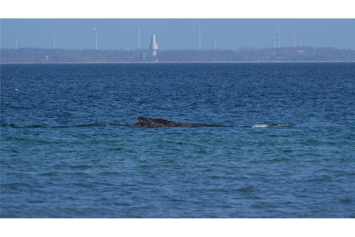 Nun muss der Wal den Weg in die Nordsee finden.