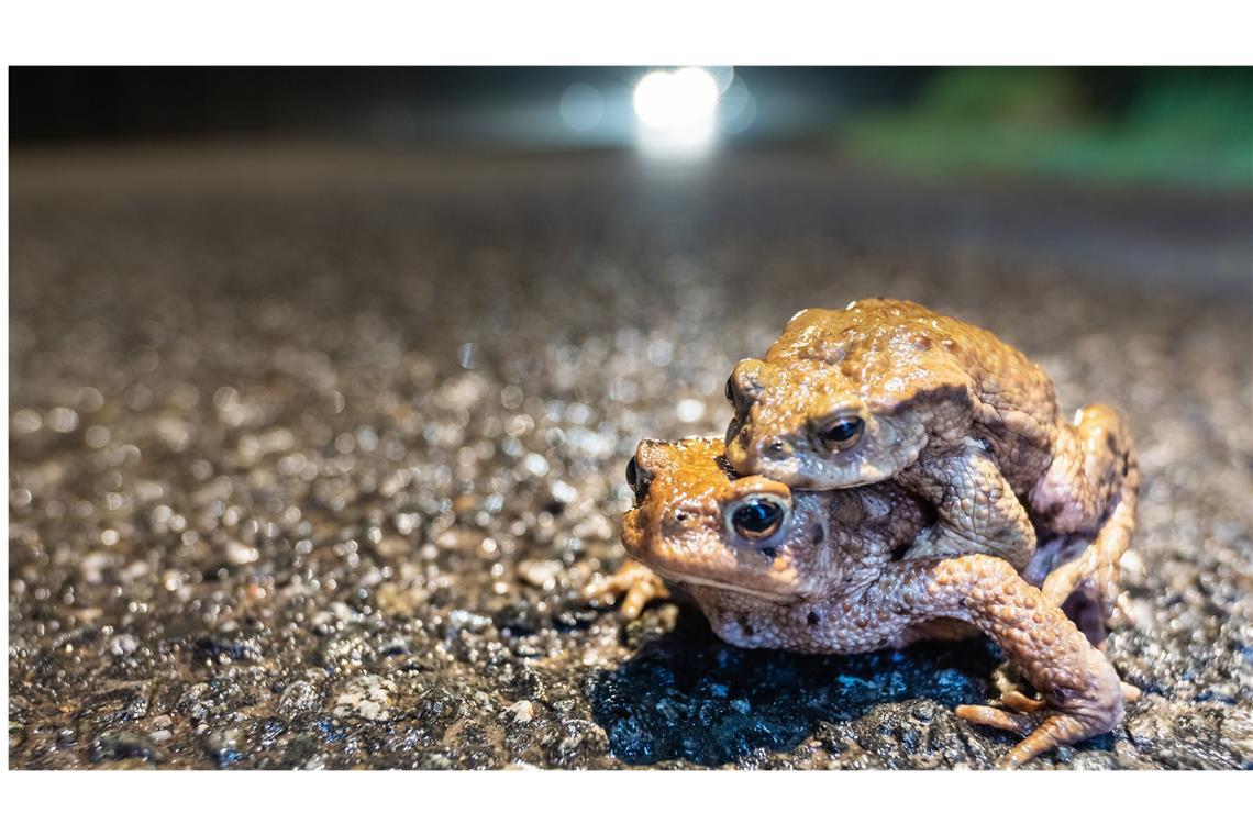 Kröten retten leichtgemacht Nun wandern sie wieder, die Amphibien – im Bild sind Erdkröten zu sehen.