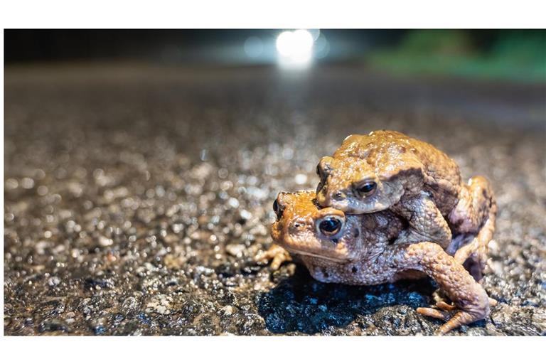 Nun wandern sie wieder, die Amphibien – im Bild sind Erdkröten zu sehen.