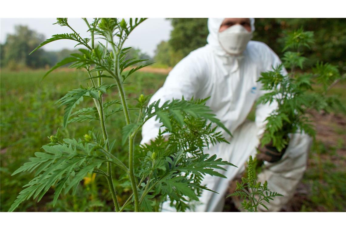 Allergiker aufgepasst: Gefahr durch Ambrosia wächst Nur mit Schutzausrüstung sollte man die Pflanzen entfernen. (Archivbild)