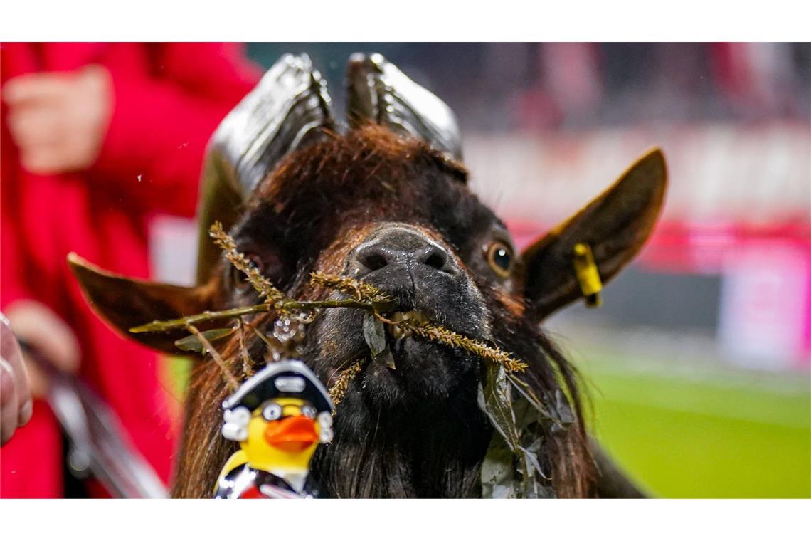 Nur wenige Vereine haben ein echtes Tier als Maskottchen. Doch der Geißbock Hennes ist beim 1. FC Köln nicht vom Spielfeldrand wegzudenken.