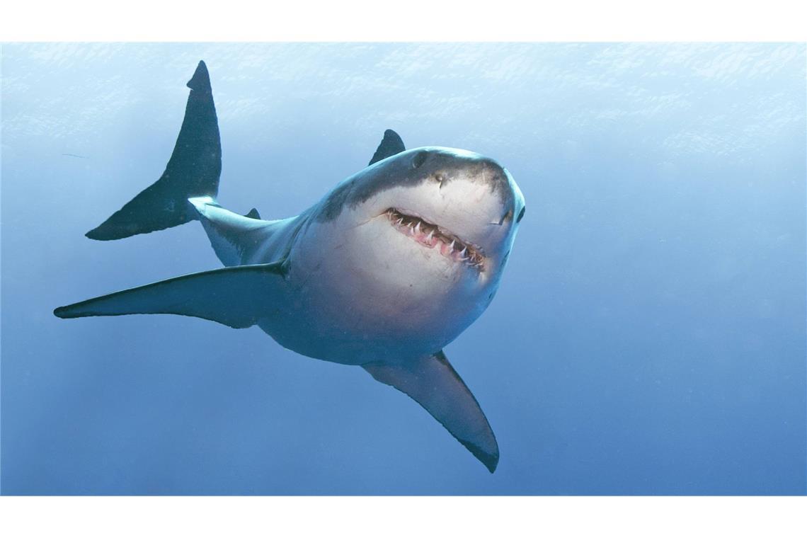 Zwei Taucher tot gefunden – einer im Rachen eines Hais Ob der Taucher bereits tot war, als ihn sich der Hai schnappte, oder ob er durch den Haiangriff ums Leben kam, war zunächst unklar. (Symbolbild)
