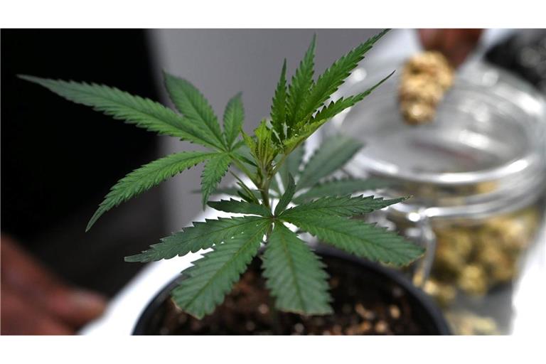 Ob frisch oder getrocknet: Cannabis stand im Mittelpunkt der Messe Mary Jane. (Archivbild)