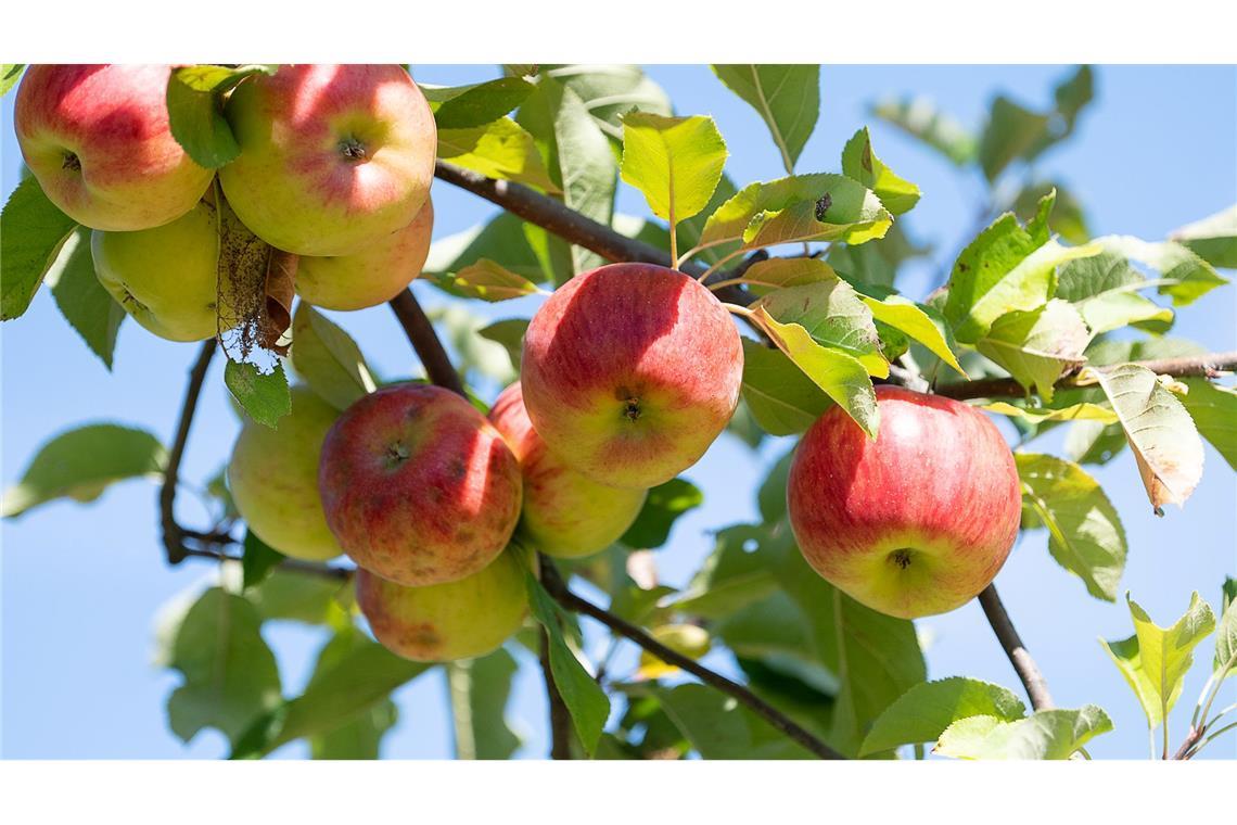 Überdurchschnittliche Apfelernte erwartet Obstbaubetriebe rechnen mit mehr als einer Million Tonnen Äpfeln (Archivbild)
