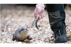 Öffentliche Fütterungen im Zoo könnten reduziert werden (Symbolbild).