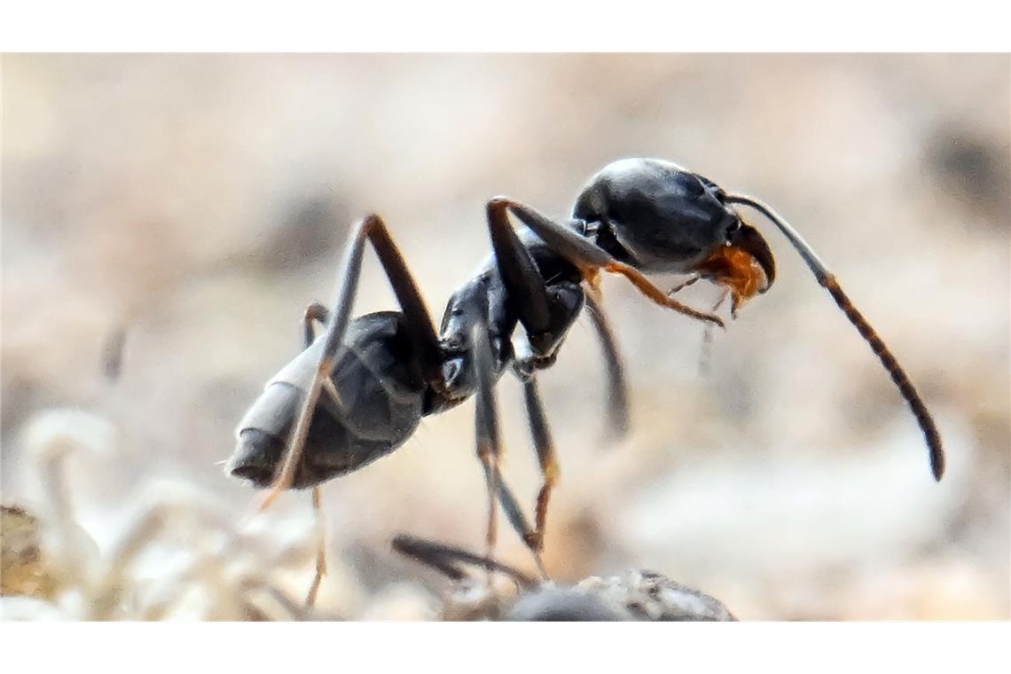 Insekten statt Elefanten – Vier Männer wollten Ameisen im großen Stil schmuggeln Ökologisch – und für Schmuggler offenbar auch ökonomisch – wertvoll: Ameisen. (Symbolbild)