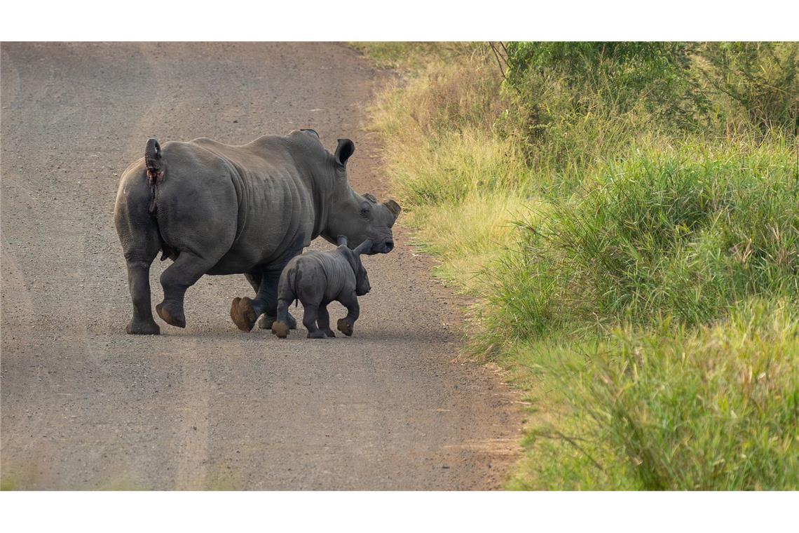 Entfernung des Horns reduziert Nashorn-Wilderei Ohne Horn werden die Tiere seltener von Wilderern getötet. (Handout)