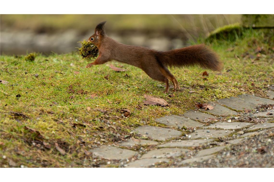 Bilder des Tages Ohne Moos nix los und Dämmung hilft! Ein Eichhörnchen springt im Schlosspark in Donaueschingen über einen Weg und hat dabei einen Ballen Moos in der Schnauze. Damit wird es wohl seinen Kogel polstern.