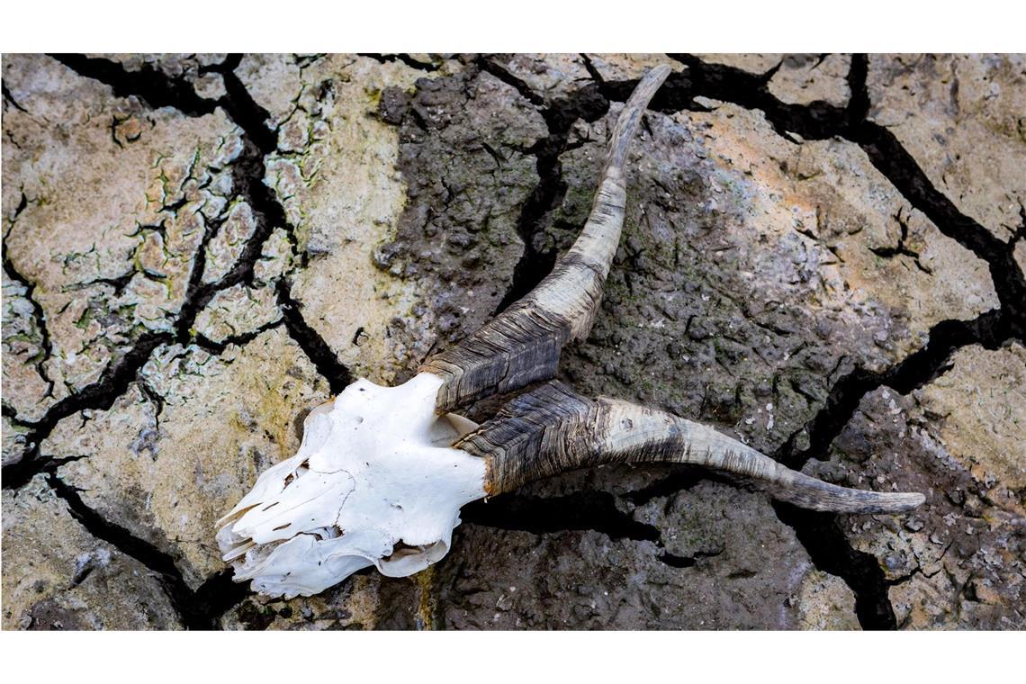 „Ohne wirksame Strategien werden wir schnell mit eskalierenden Risiken konfrontiert sein, die Frieden, Regierungssysteme sowie öffentliche Gesundheit und Stabilität der Ökosysteme zu überwältigen drohen.“