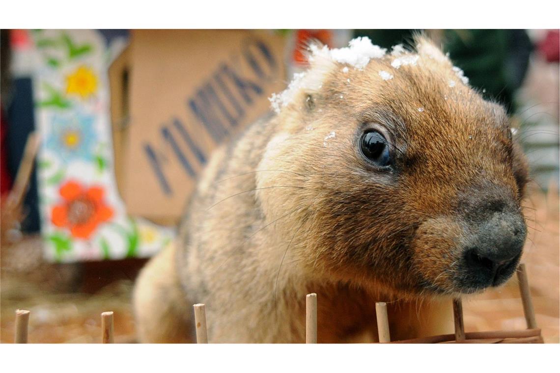 „OK, ihr Faulpelze, raus aus den Federn!“ Aiuch im ukrainischen Lviv wird der Murmeltiertag gefeirt.