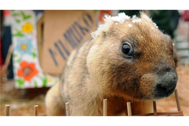 „OK, ihr Faulpelze, raus aus den Federn!“ Aiuch im ukrainischen Lviv wird der Murmeltiertag gefeirt.