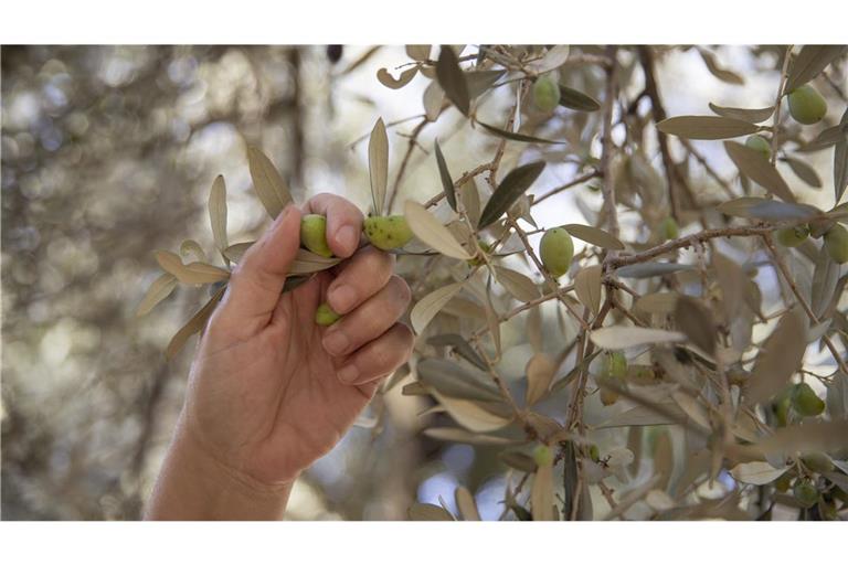 Olivenöl ist ein sehr genau kontrolliertes Lebensmittel, doch nicht in allen Ländern wird gleich streng geprüft.