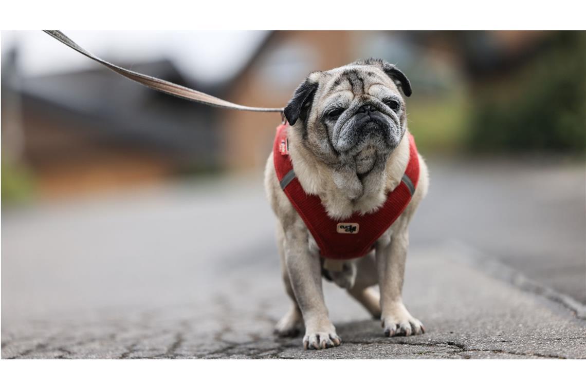 Was tun? Viele Hunde und Katzen haben Demenz „Olli hat schon seit ein paar Jahren Demenz“, sagt Besitzerin Ute Hausmann. Sie hat sich ganz auf seine Bedürfnisse eingestellt, hegt, pflegt, umsorgt und fördert das Tier, das seit elf Jahren bei ihr und ihrem Mann im Rheinisch-Bergischen Kreis nahe Köln lebt.