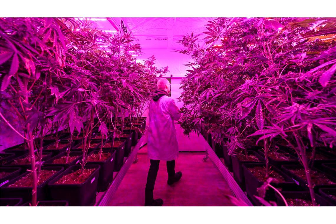 Bilder des Tages Optimale Bedingungen für die Cannabis-Pflanzen im Gewächshaus vom Cannabis Social Club Erfurt e.V.