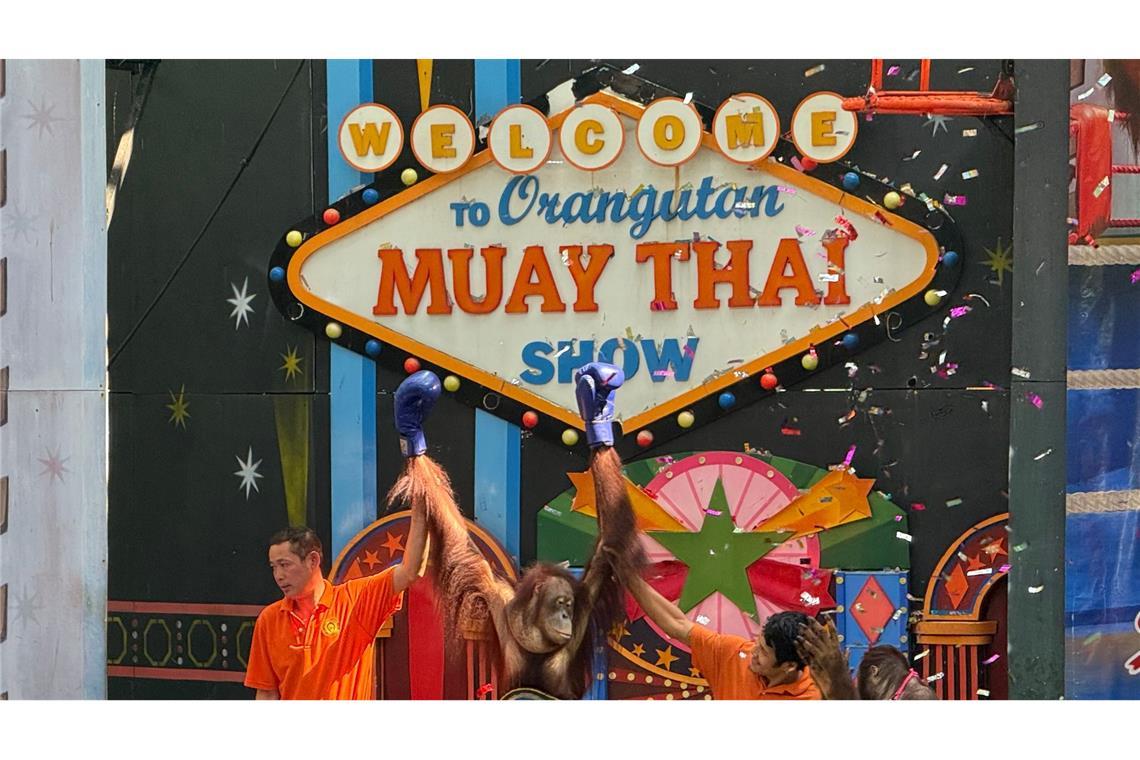 Orang-Utans boxen in einem Freizeitpark nahe Bangkok.