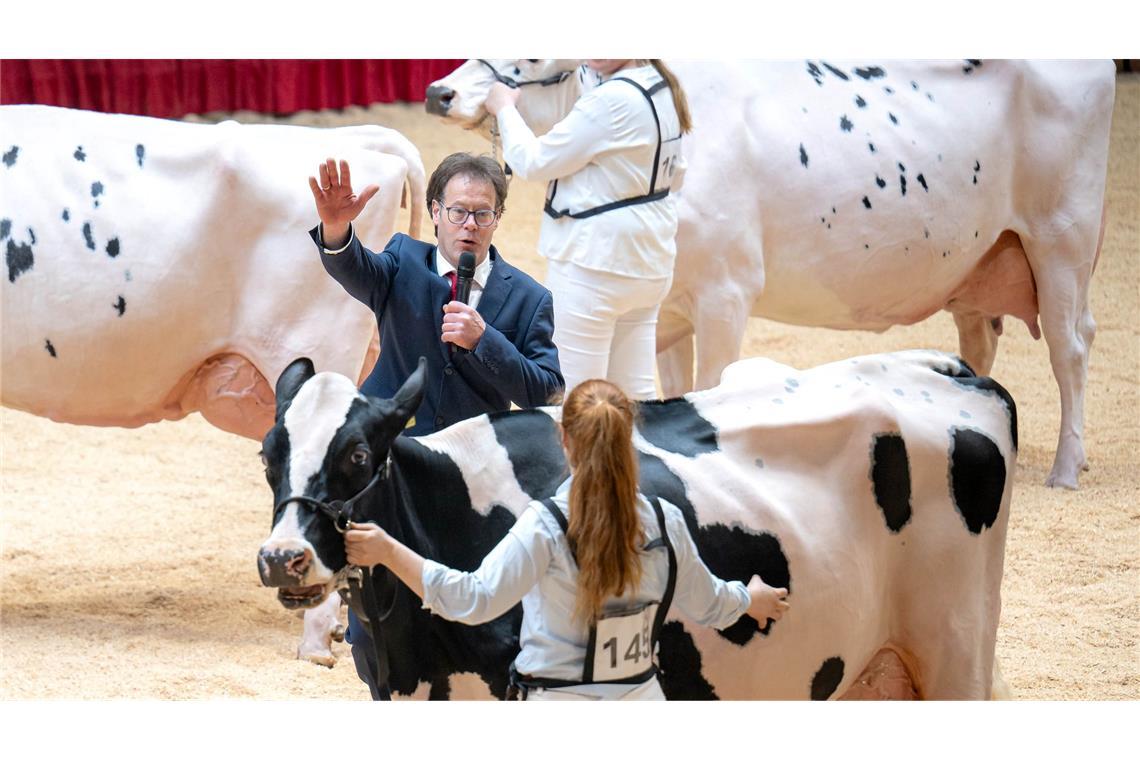 Bilder des Tages Ostfriesland sucht "die schönste Kuh" - der Preisrichter bei der Arbeit auf der Excellent-Schau des Vereins Ostfriesischer Stammviehzüchter