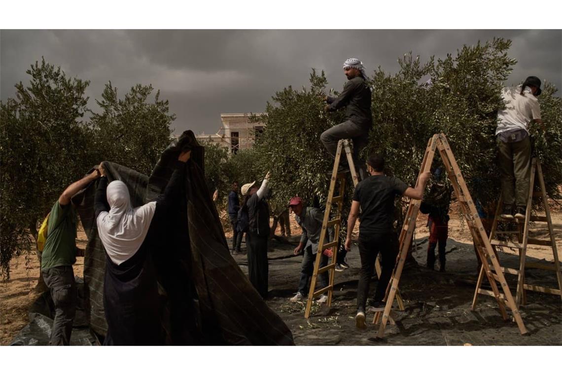 Palästinenser und Aktivisten sammeln Oliven nach einem Angriff israelischer Siedler im Dorf Abu Falah im Westjordanland. (Archivfoto)