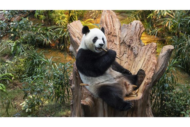 Pandas für den Zoo in München? (Symbolbild)