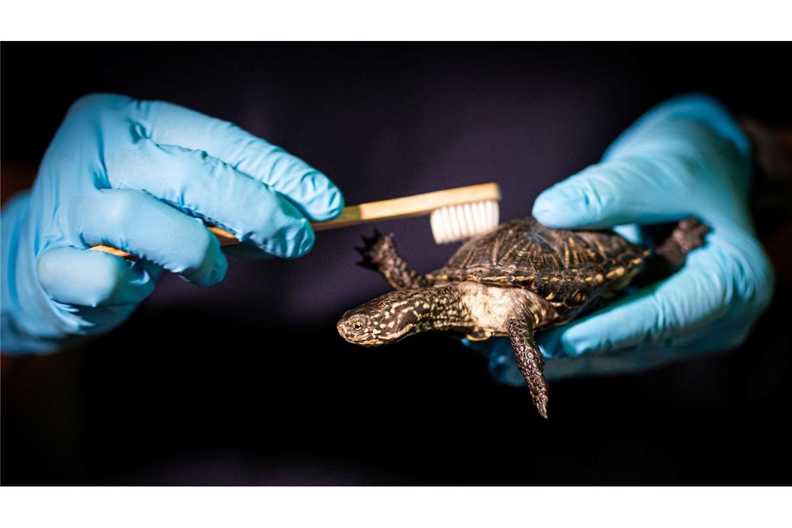 Bilder des Tages Panzerputz für die Sumpfschildkröte im Sea Life in Hannover.