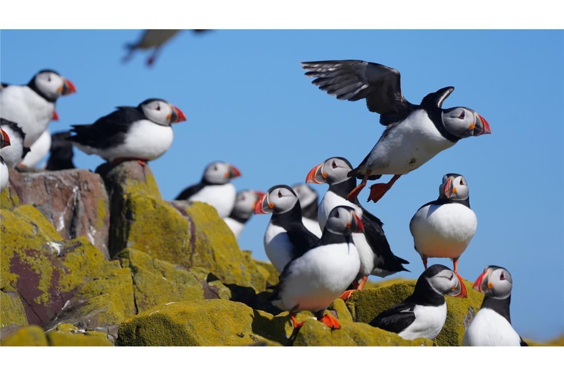 Bilder des Tages Papageientaucher kehren zum Brüten auf die Farne-Inseln zurück