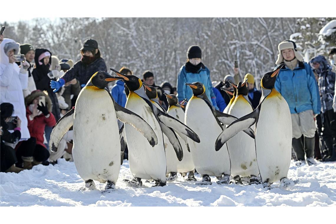 Bilder des Tages Parade der Pinguine in Hokkaido (Japan)