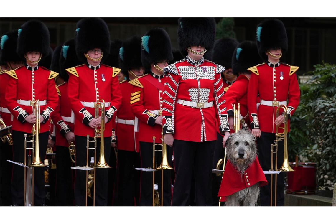 Bilder des Tages Parade mit Hund