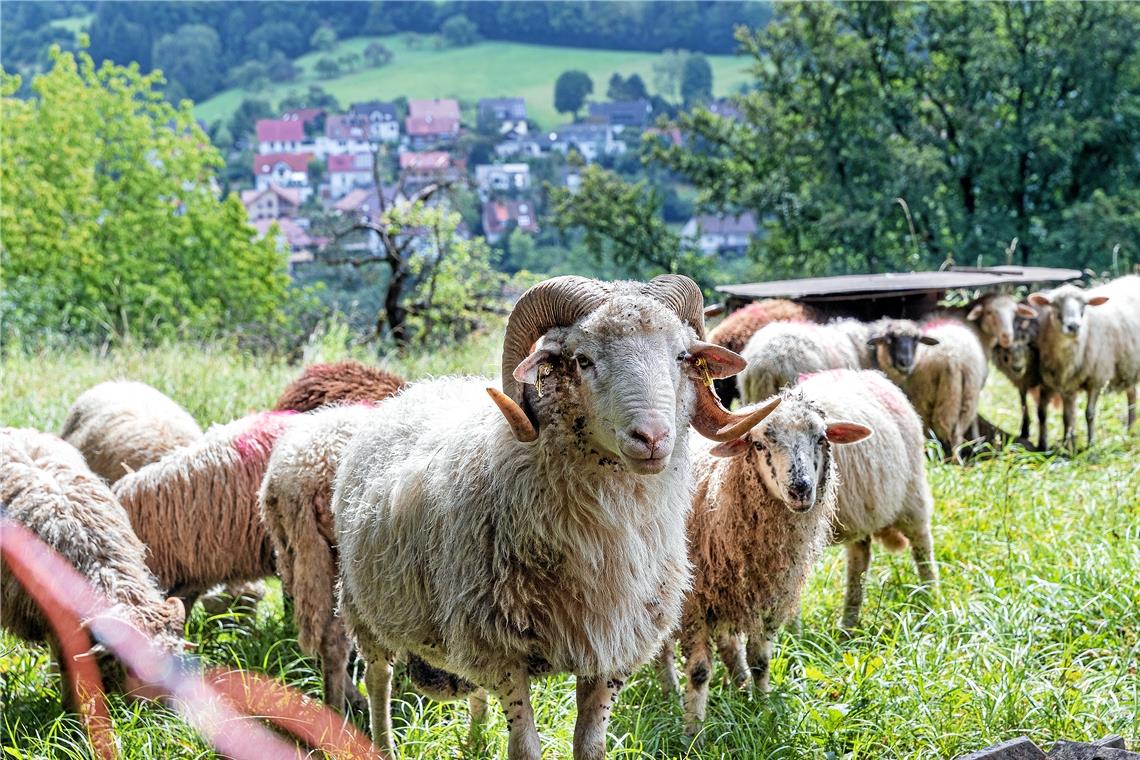 Patrick Siben hatte viele Jahre Waldschafe auf dem Gelände der Villa Franck und auf Flächen in der Nähe gehalten – das Bild stammt von 2020. Das Veterinäramt hat nun aber Grundlegendes bei der Haltung bemängelt und die Herde schließlich eingezogen. Archivfoto: Jörg Fiedler