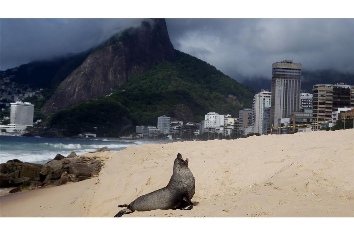 Bilder des Tages Pelziger Badegast - Seebär in Ipanema