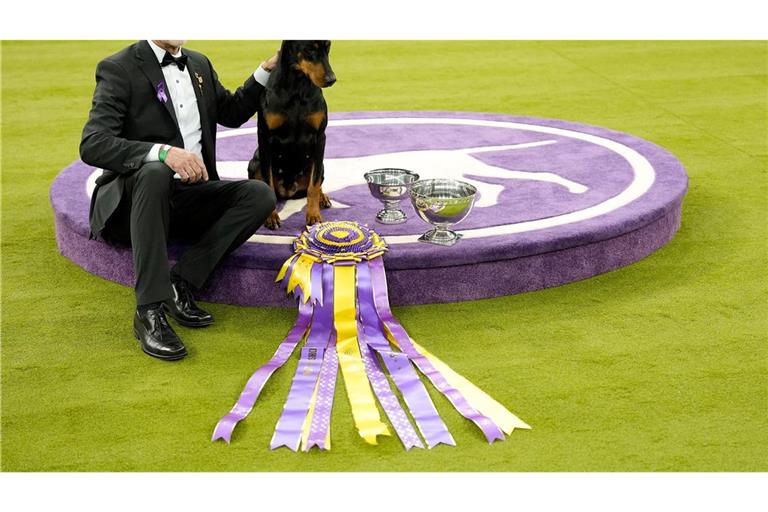 "Penny", die Dobermann-Dame, ist die 42. weibliche Gewinnerin in der 150 Jahre alten Geschichte des Westminster-Hundewettbewerbs.