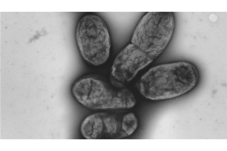 Pesterreger Yersinia Pestis.