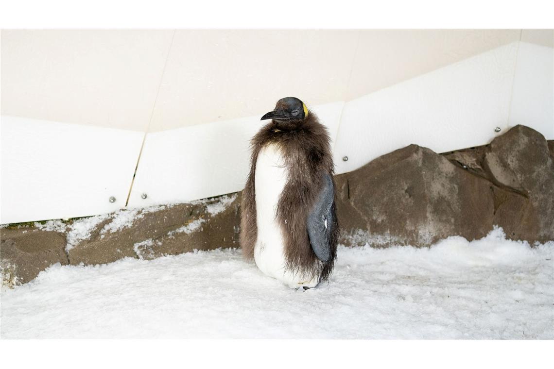 Bald im Frack: Riesen-Pinguin Pesto wird erwachsen Pesto trägt schon bald sein neues Federkleid.