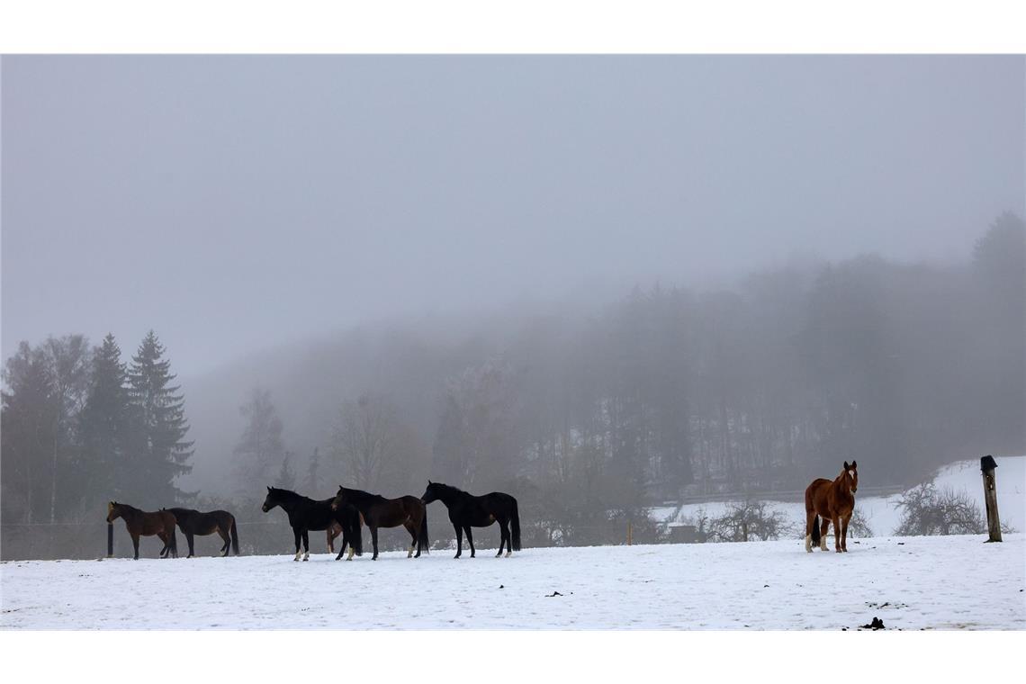 Pferde am 1. Februar bei Münsingen auf der Schwäbischen Alb.
